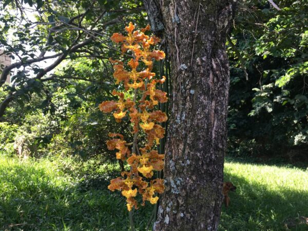 Trichocentrum stacyi (oncidium)